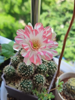 仙人球开花